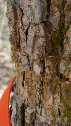 Tentsile Flite Tree Tent -Outdoor Camping Sales 14