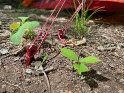 MSR Ultralight Cord -Outdoor Camping Sales IMG 1499