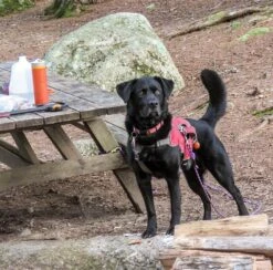 Grayl Ultralight -Outdoor Camping Sales edgar grayl